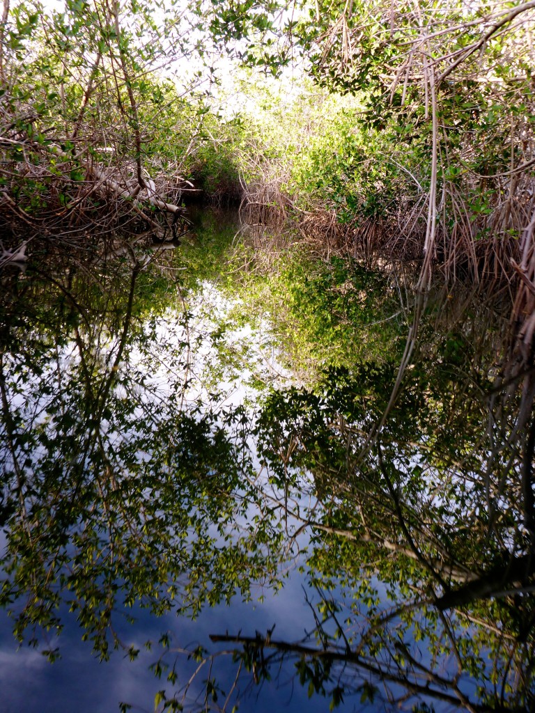 Meandering through Mangroves