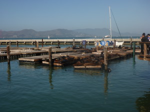 Sea Lions at Pier 39