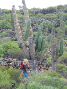 That's some big cacti